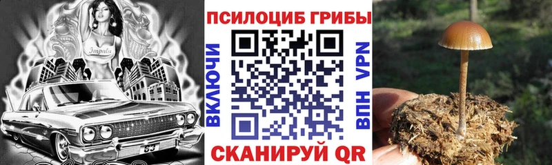 наркота  Мглин  Псилоцибиновые грибы мицелий 